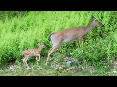 Deer with fawn, bear with cubs in my yard
