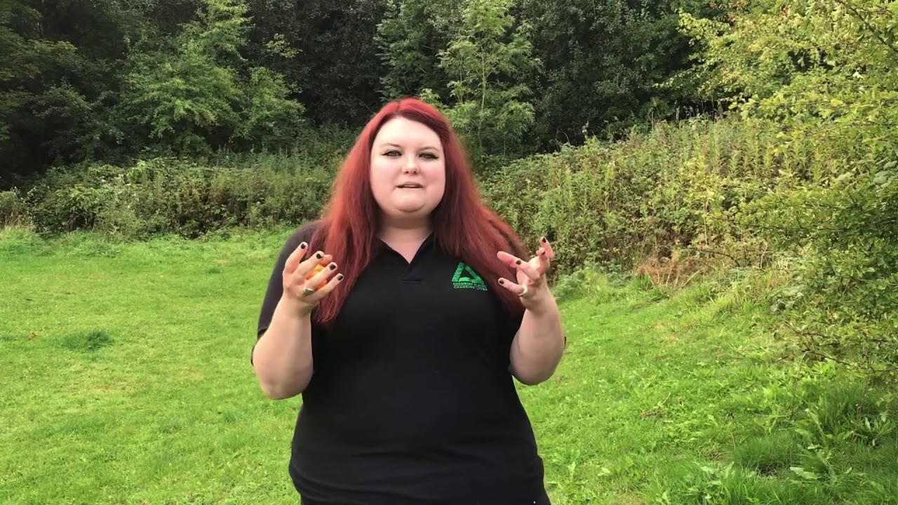 Video 3  Insects   how to make your insect model