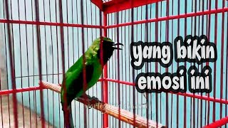 Download lagu Cucak ijo gacor nembak mp3