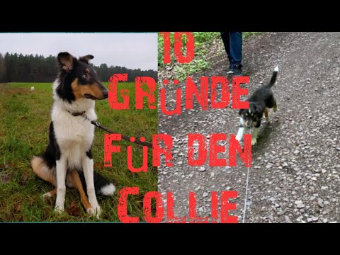 10 Gründe für den Collie