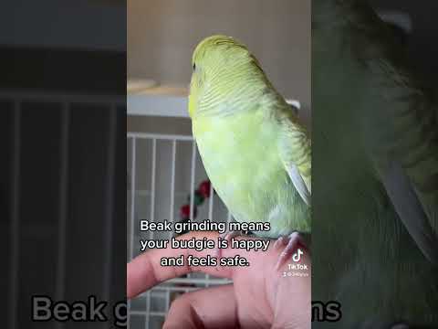 Budgie sounds and meanings 💕#birds #budgie #parakeet #parrot #shorts #budgies #parrots #tamedbirds