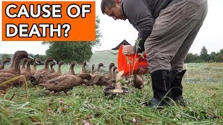 Why did our ducks die?