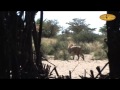 Hunting At Dries Visser Safaris Part 3