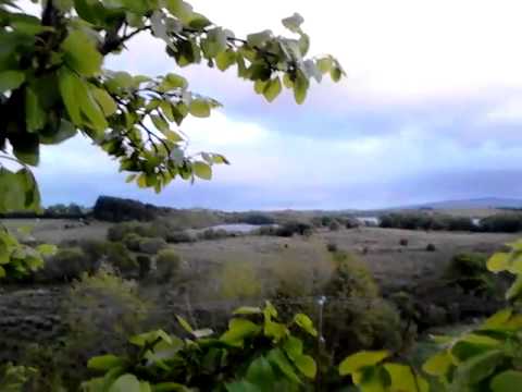 Treetops of Ireland #5| The Beech Tree