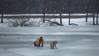 ‘Lucky&#39; Dog Rescued From Frozen Pond on Long Island | NBC New York