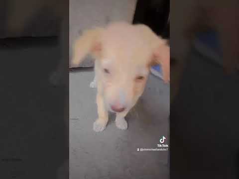 #typ baby dog 🐕❤️🫰