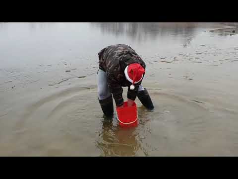 Świąteczna akcja wypuścić karpia