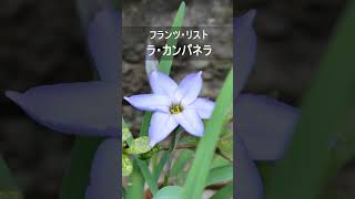 Download lagu フランツ・リスト：ラ・カンパネラ　#Shorts mp3