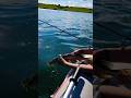 Video Thumbnail for Pike fishing #shorts #catchandrelease #pike