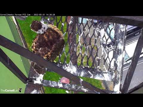 Cornell Hawk Chick Explores The Edges Of The Nest Platform – May 31, 2022