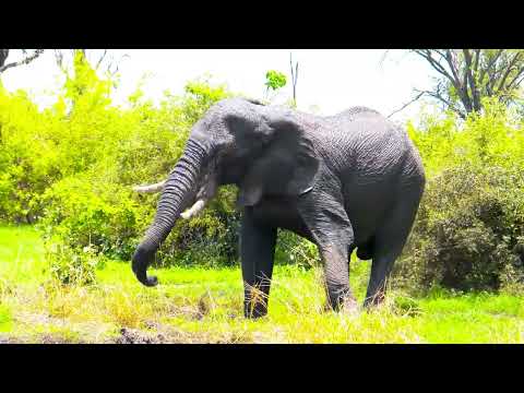 GIGANTES Y SALVAJES - Trailer