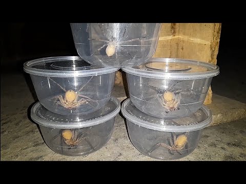 Catch the Five Biggest Huntsman Spiders at Night