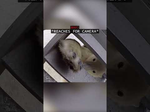 When a Polar Bear Encounter Was Captured on GoPro...