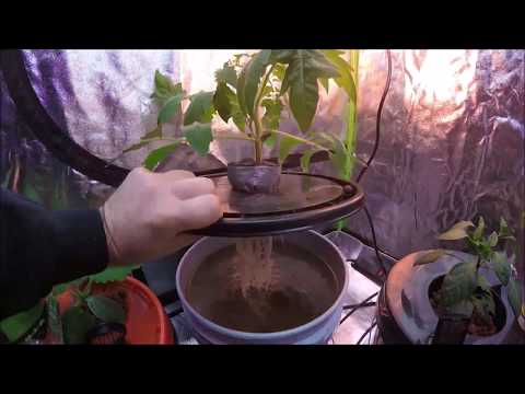 Growing Hydroponic Tomatoes Indoors in a Grow Tent Kratky    Update 1 Hydroponic Beefsteak Tomato