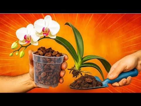 Come rinvasare un'orchidea (Phalaenopsis)