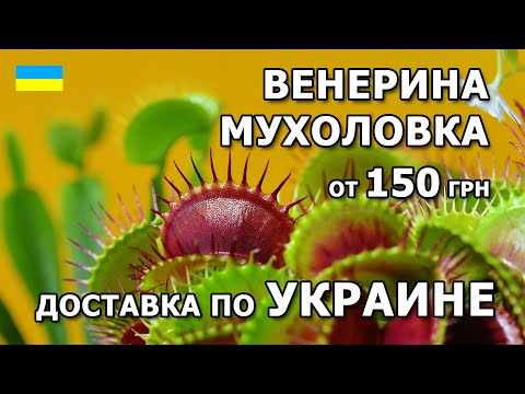 Венерина Мухоловка