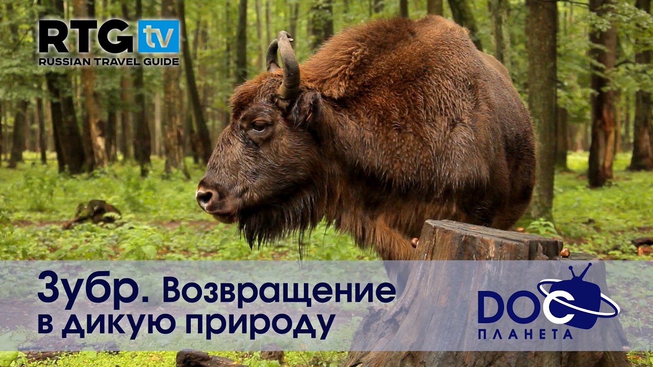 Russian Travel Guide. Зубр.Возвращение в дикую природу - Документальный фильм