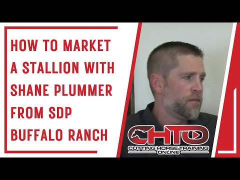 How To Market A Stallion With Shane Plummer From SDP Buffalo Ranch