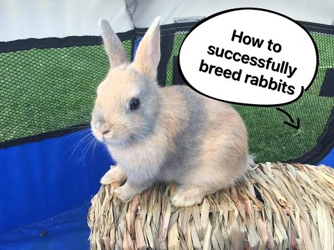 How to breed rabbits - Netherland Dwarfs