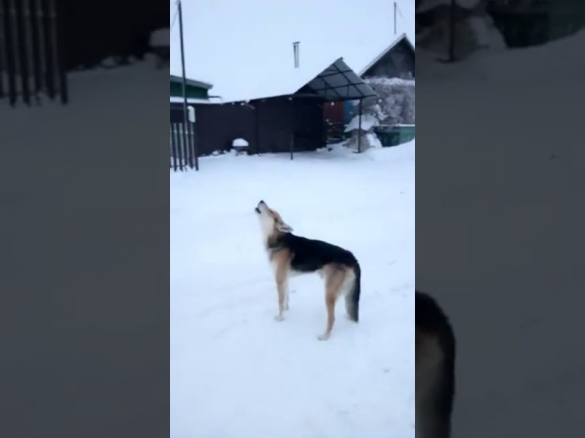 Видео: как  собака реагирует на азан