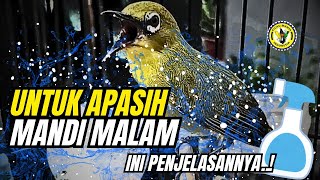 Download lagu 4 Manfaat Mandi Malam Untuk Burung Pleci❤️🔥 #birds mp3 Download lagu 4 Manfaat Mandi Malam Untuk Burung Pleci❤️🔥 #birds mp3