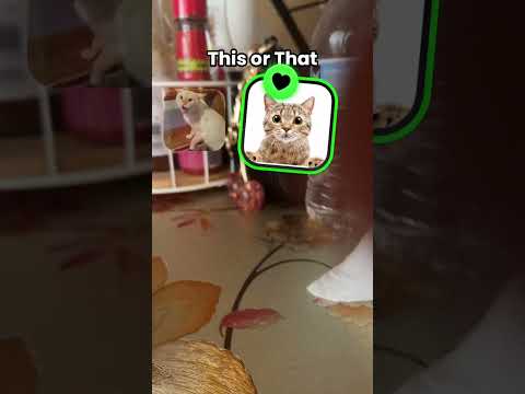 13 de octubre de 2025