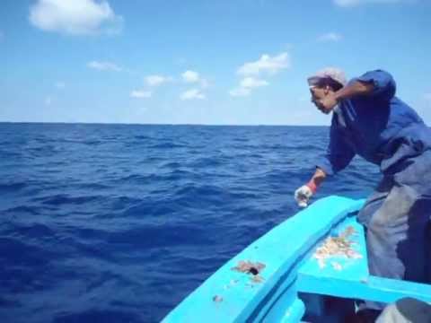 فيديو صيد سمكة التونة الزرقاء فوق 50 كيلو مع فريق عمر الصياد28-9-2013