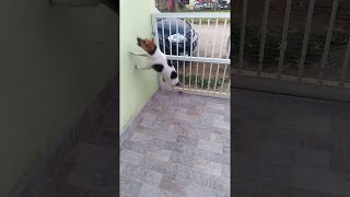 animales el perro salta muy gracioso