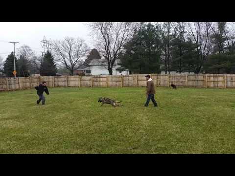 Frost Kennels Finny Aykmar hard hitter