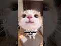 Kudur Kudur Baby