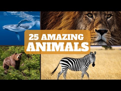 Fun Facts about Animals | Facts about Animals for Kids | Facts about Animals for 1st - 5th Grade
