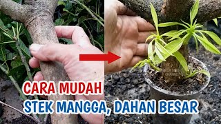 Download lagu Terbongkar mudahnya cara stek mangga dahan besar ,100 % tumbuh akar-sunardi bibit channel mp3