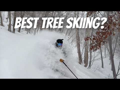 Video: Japan's Best Tree Skiing? | Madarao & Tangram