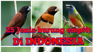 Download lagu Mengenal 25 jenis burung emprit Indonesia mp3 Download lagu Mengenal 25 jenis burung emprit Indonesia mp3