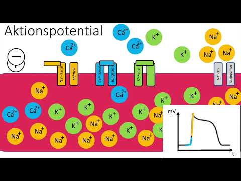 Aktionspotential im Arbeitsmyokard