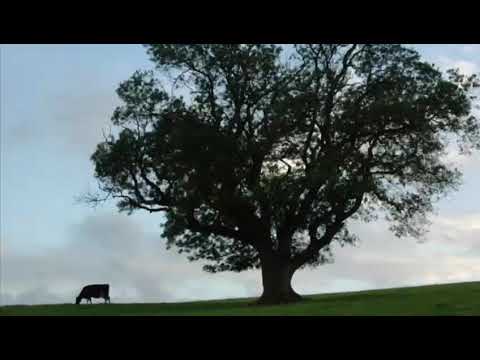 Breeze - Sherry Naguib