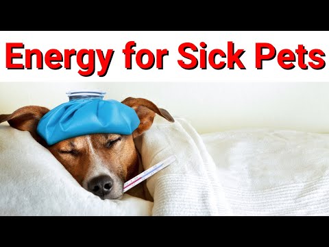 Reiki for Sick Pets/Animals 💮