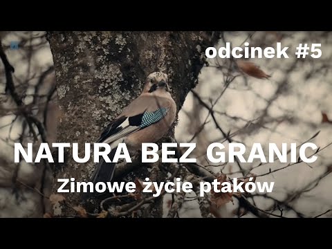 Natura bez granic. Zimowe życie ptaków [odcinek #5]