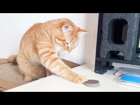 猫の知覚過敏 - 症状と治療