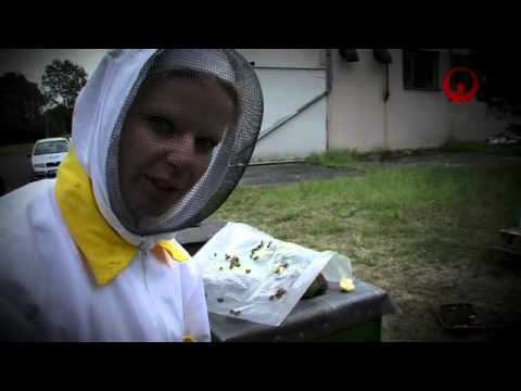 Včely pro život na zemi