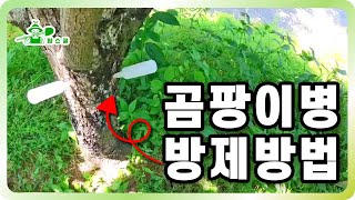 곰팡이병 방제방법 알려드립니다ㅣ정말간단해요 ㅣ죽어가는 나무 살리기