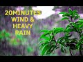 20 Minutes Wind And Heavy Rain | Thunder | Relaxing | Stress Relief | Sleep | Cabin