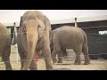 Ringling Circus Elephants Perform For Last Time In South Florida