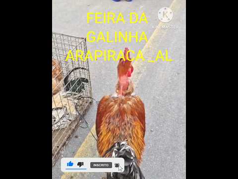 FEIRA DA GALINHA em Arapiraca Alagoas. #shortsfeed #viralvideo #viralshorts