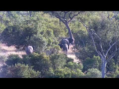 Djuma: Elephants-Fang's herd-Pt:2 - 06:48 - 03/10/2022