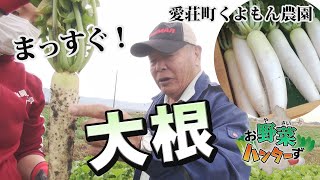 【お野菜ハンターず】まっすぐ大根　愛荘町くよもん農園