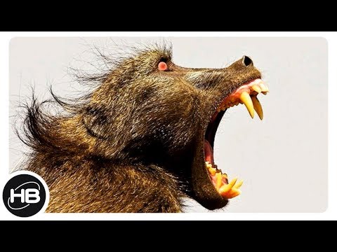 САМЫЕ ОПАСНЫЕ ДОМАШНИЕ ПИТОМЦЫ
