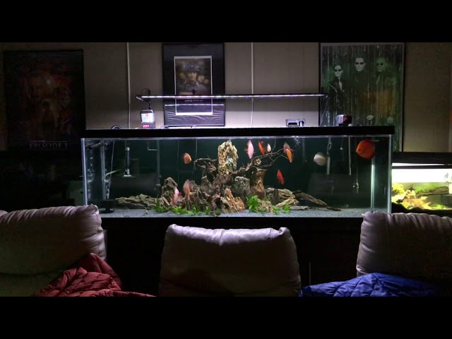 Feeding my 125 gallon Discus fish tank