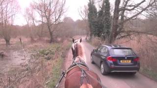 preview picture of video 'Meeting riders, loose dogs, tree cutters and busy traffic while carriage driving (Kermit).'
