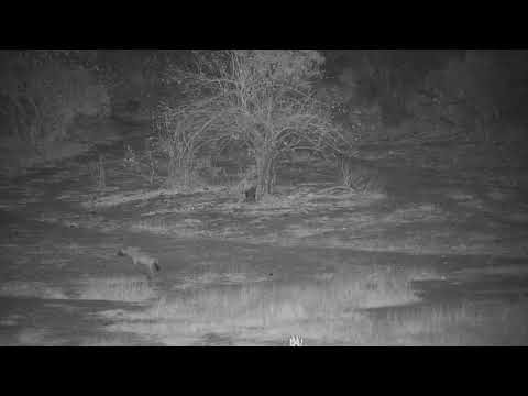 Djuma: Lone Hyena passing through - 00:59 - 08/08/19
